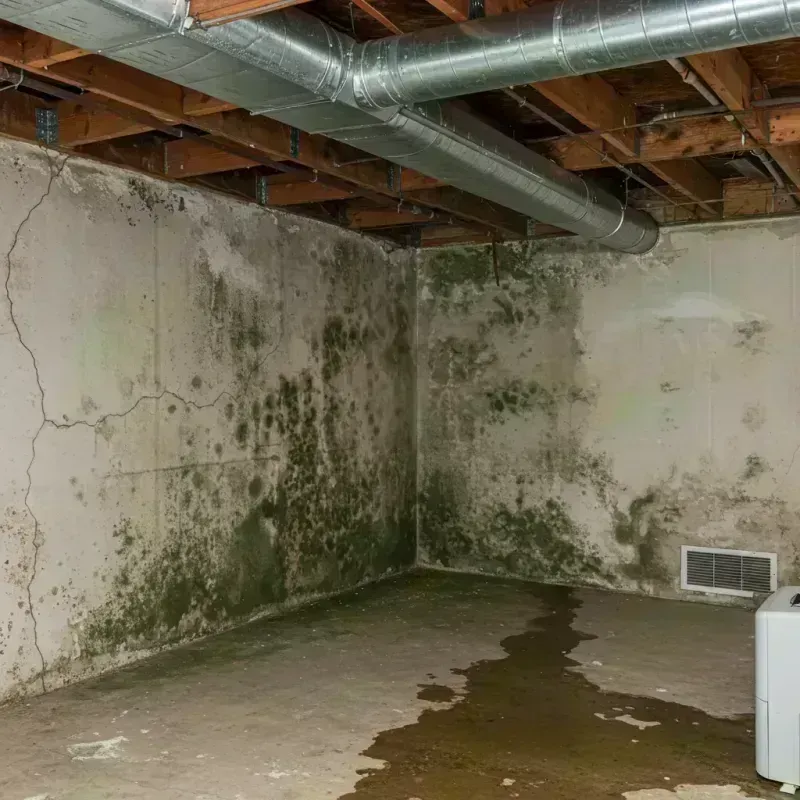 Professional Mold Removal in Marionville, MO